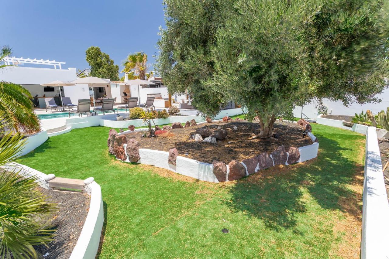 Olive Tree
